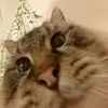 Jonathan Strömquist - @jonathanstromquist - TikTok