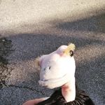Johnny Arnaldi - @johnny_lo_struzzo - Instagram