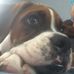 John Sully the Boxer - Facebook