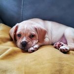 John Teske - @oliverdapuggle - Instagram