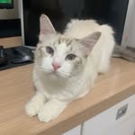 john_thewhitecat - @john_thewhitecat - Instagram