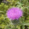 johnthistle1 - @johnthistle1 - TikTok