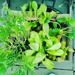 John Tinic Garden - @johntinicgarden - Instagram
