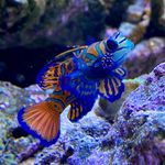 John Tolbert - @scuba_jt - Instagram