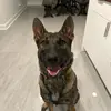 John - @johnthedogtrainer - TikTok
