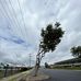 Trees of Bundaberg - Facebook
