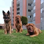 John Triana Jimenez - @mydog_bta - Instagram
