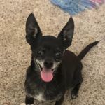 John Tromba - @jtpetvetrep - Instagram