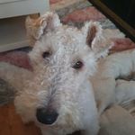 john tuite - @jt.chewy - Instagram
