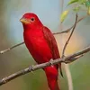 Badal_Mondal - @john_vacek - TikTok