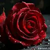 John Vance - @john.vance488 - TikTok