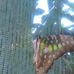 John Eric Vitto butterfly breeder - Facebook