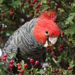 John Ward - @johnwardbirder - Instagram