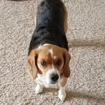 John watkinson - @ruby_the_beagle14 - Instagram
