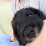 Watson - @_.johnwatson._ - Instagram