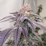 Jonh waxton - @john_waxton - Instagram