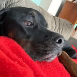 John Webber - @johnwebber681 - Instagram