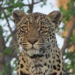John Wessels - @africanbushphotos - Instagram