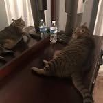 John Westbrook - @silkandjagermeister - Instagram