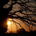 Holme Lacy Arboriculture - @john_w_hancock - Instagram