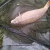 johnwhitham322 - @johnwhitham322 - TikTok