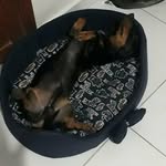 johm - @john_wick_e_suas_aventuras - Instagram
