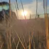 john wiebe - @wiebe_ranching - TikTok