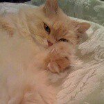 John Willman - @mykatknowskung_fu - Instagram