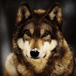John Wolf - @johnwolf53 - Instagram