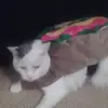 John Wolf - @john.wolf571 - TikTok