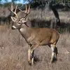 John Wolfe - @john.wolfe98 - TikTok