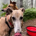 John Wolters - @eamesthegreyhound - Instagram