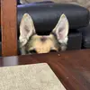 johnzenger5 - @john.zenger - TikTok
