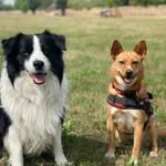 John&Zora🐕 - @johnl_ennen - Instagram