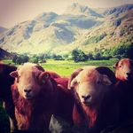 Jonathan Benson - @lakedistrictfarmlife - Instagram