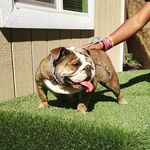 Jonathan Dennis - @signatureline_bulldogs_jon - Instagram