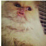@jonathan_vanilla_creeps - Instagram