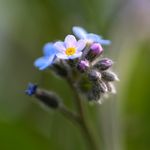 Jonathan Mercer - @behindthepetal - Instagram