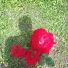 johnathanpayne659 - @johnathanpayne659 - TikTok