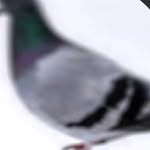 Johnathan Walker - @johnnycarrierpidgeon - Instagram