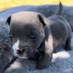 Jonathan Wolf - @nation_wide_family_wolf - Instagram