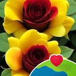 Jonathan Wong - Facebook
