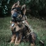 Johnathon Sanders - @deadshots5706 - Instagram