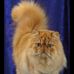 Cat Jani - Facebook