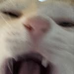 Johnny Momo Benni Jimi Teddy Archie Elisa - @meowpurrfectdiary - Instagram