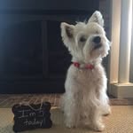 Johnny Buckner - @johnny.the.westie - Instagram