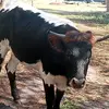 John goins - @gohngoins - TikTok