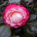 Johnnie Haley - Facebook
