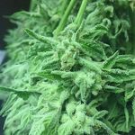 Johnny Holder - @papismokealot - Instagram