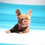 Johnny Maddox - @vegasbullzz - Instagram